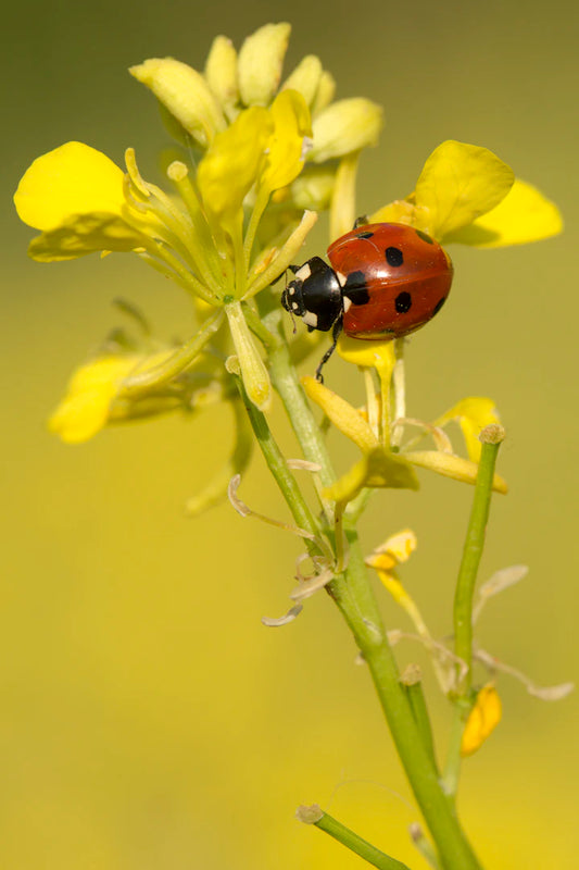 Engaging Ladybug-Themed Products for Young Readers