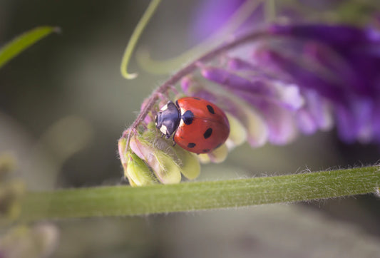 Engaging Children's Books Featuring Ladybugs and Nature